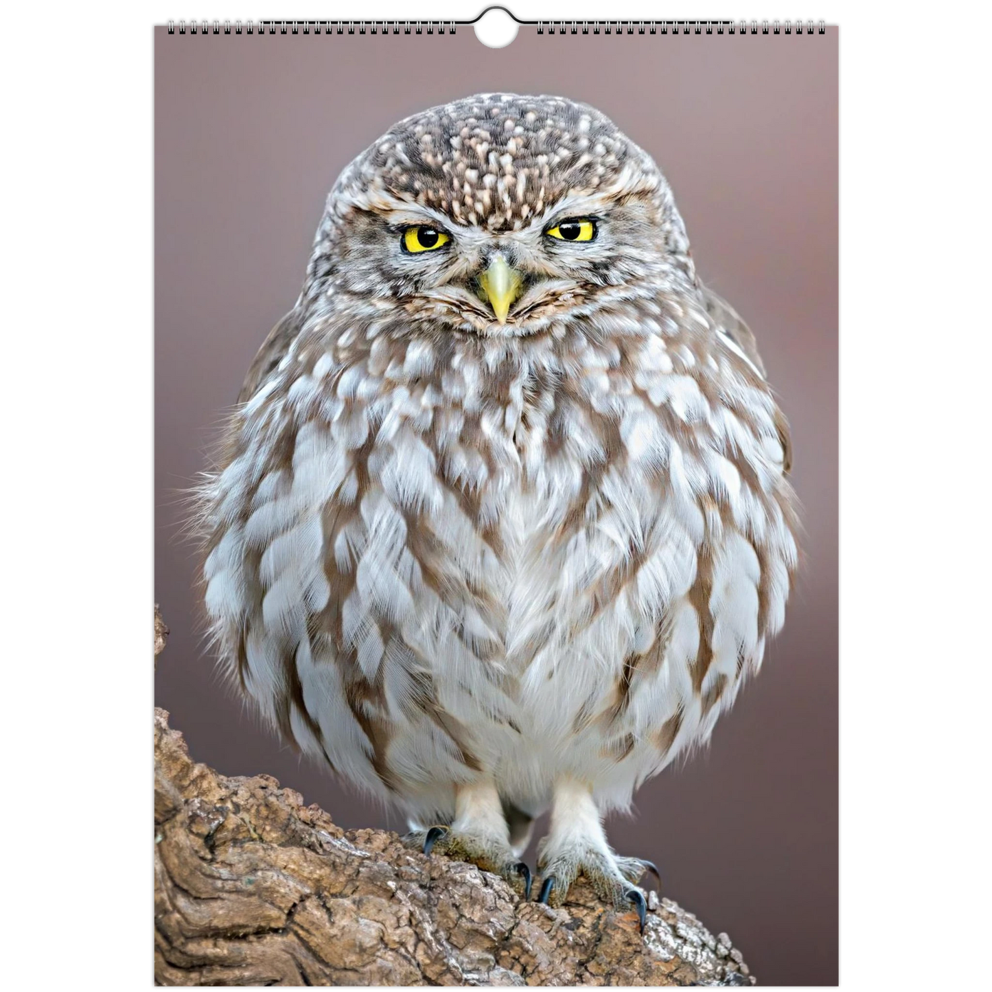 2026 Wildlife photography wall calendar featuring diverse bird species for home decor - The Wild Bubo