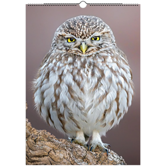 2026 Wildlife photography wall calendar featuring diverse bird species for home decor - The Wild Bubo