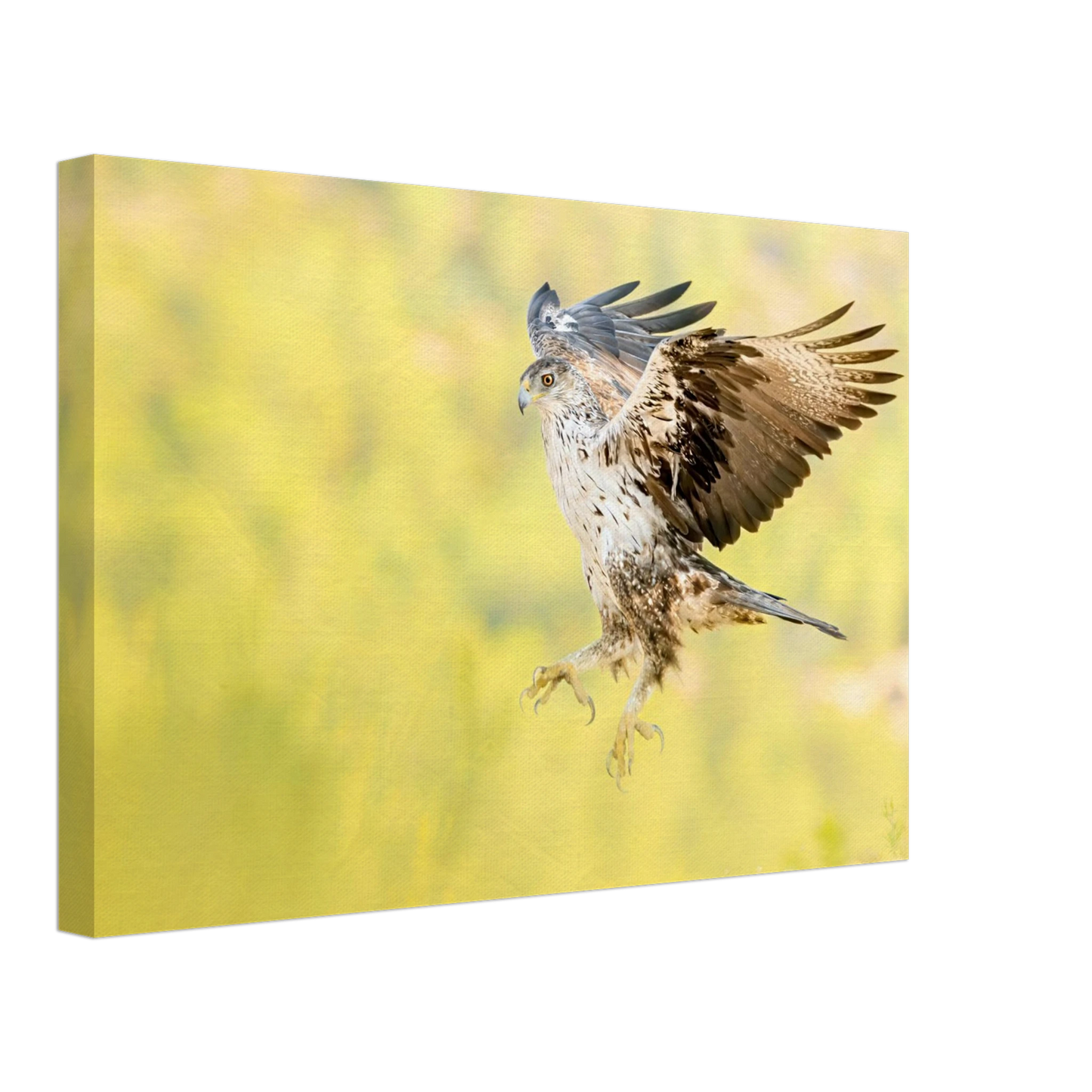 Bonelli's Eagle in its natural habitat, premium canvas wall art print - The Wild Bubo