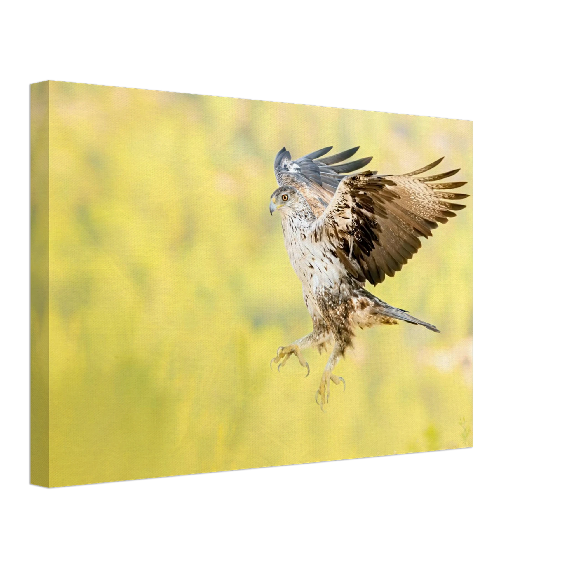 Bonelli's Eagle in its natural habitat, premium canvas wall art print - The Wild Bubo