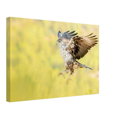 Bonelli's Eagle in its natural habitat, premium canvas wall art print - The Wild Bubo