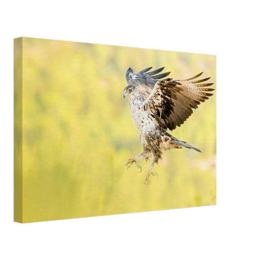 Bonelli's Eagle in its natural habitat, premium canvas wall art print - The Wild Bubo