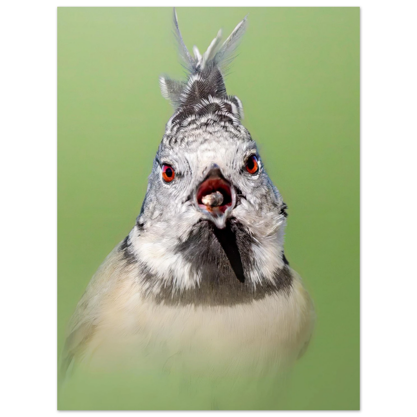 Crested Tit perched on a branch, classic matte paper poster for wildlife home decor - The Wild Bubo