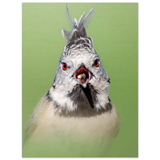 Crested Tit perched on a branch, classic matte paper poster for wildlife home decor - The Wild Bubo