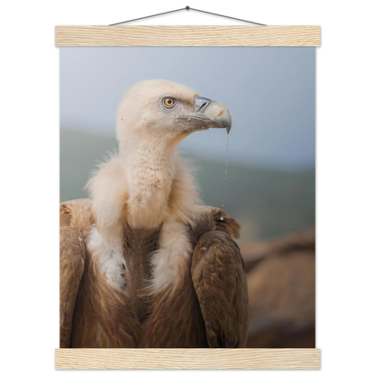 Griffon Vulture portrait, semi-glossy paper poster with wooden hanger for decor - The Wild Bubo