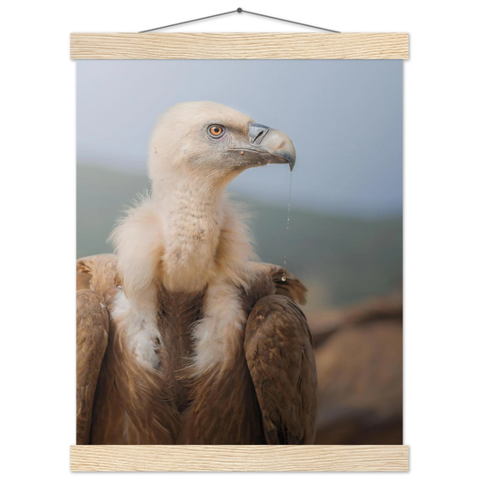 Griffon Vulture portrait, semi-glossy paper poster with wooden hanger for decor - The Wild Bubo