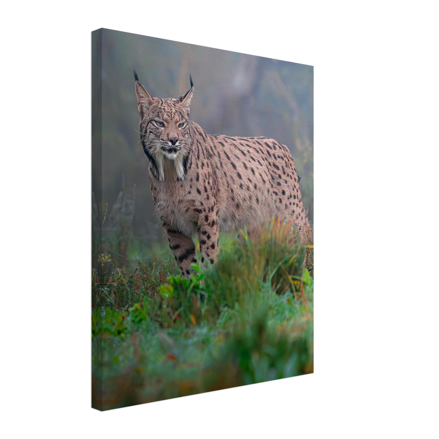 Full body photography of an Iberian Lynx in the wild, premium canvas wall art - The Wild Bubo