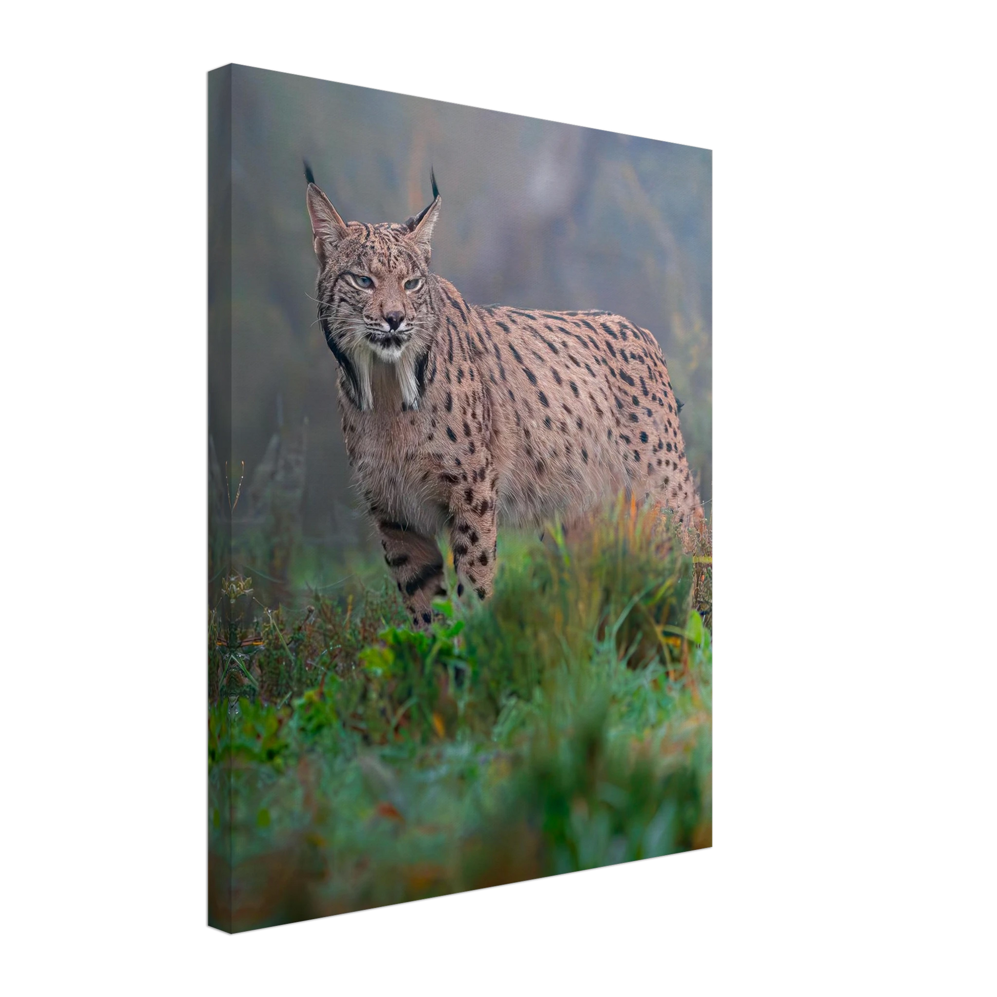 Full body photography of an Iberian Lynx in the wild, premium canvas wall art - The Wild Bubo