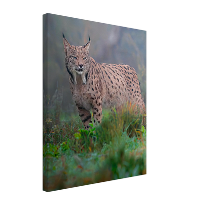 Full body photography of an Iberian Lynx in the wild, premium canvas wall art - The Wild Bubo