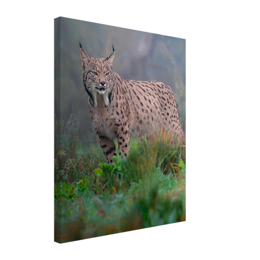 Full body photography of an Iberian Lynx in the wild, premium canvas wall art - The Wild Bubo