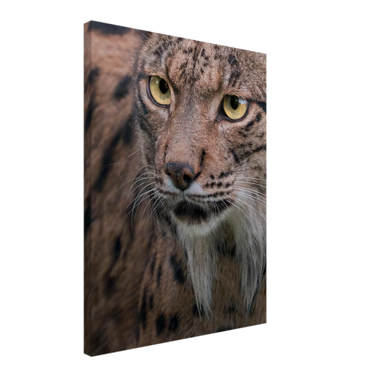 Close-up portrait of an Iberian Lynx face and eyes, premium canvas wall art - The Wild Bubo