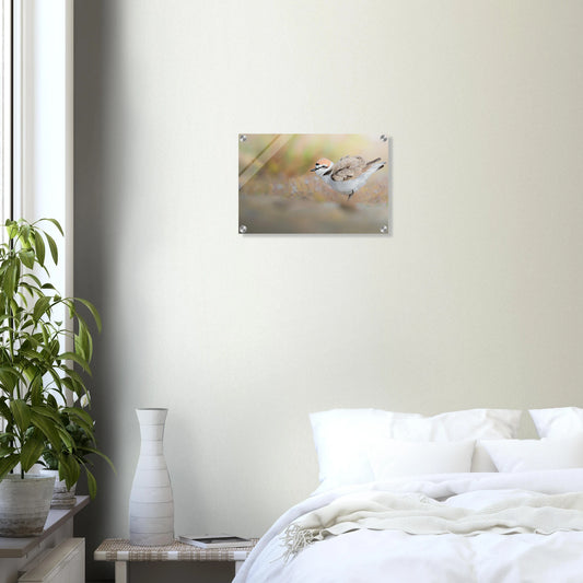 Minimalist Kentish Plover bird photography on high-end acrylic print by Gabriel Justicia.