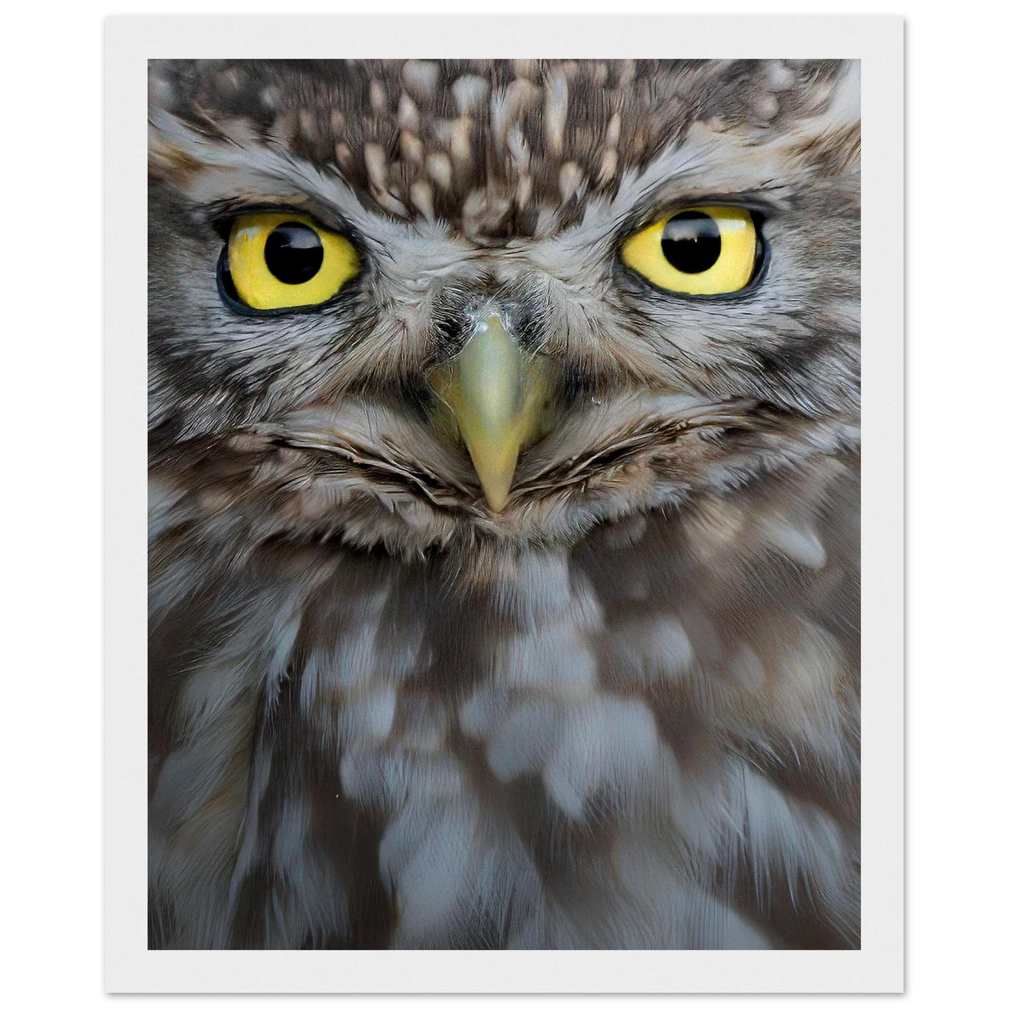 Intense golden-eyed Little Owl portrait in a black wooden frame by Gabriel Justicia.