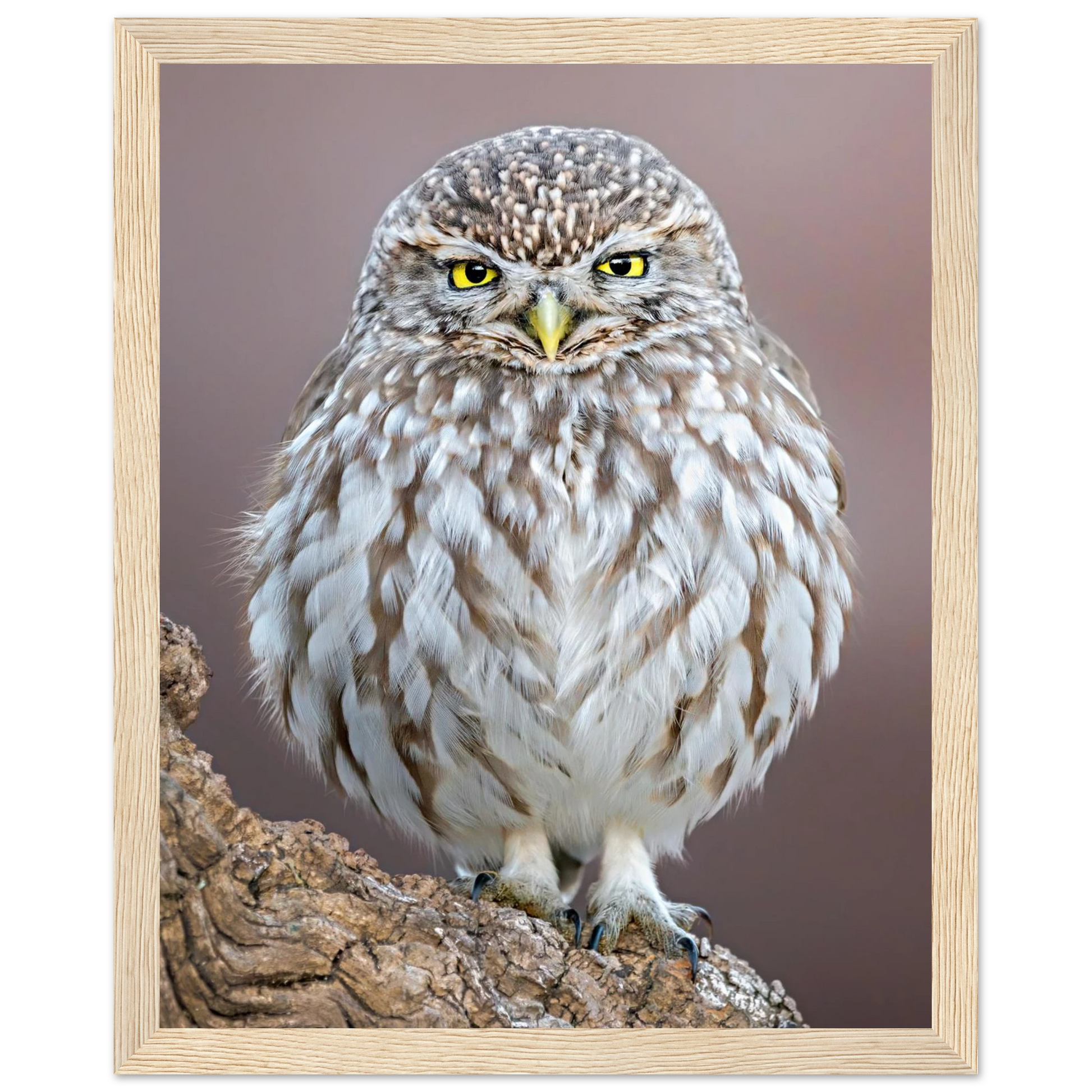 Little Owl perched on a tree trunk, semi-glossy framed poster for home decor - The Wild Bubo