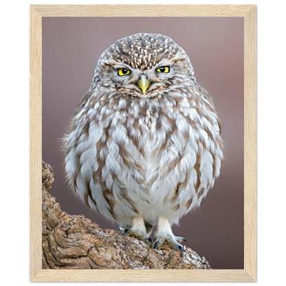 Little Owl perched on a tree trunk, semi-glossy framed poster for home decor - The Wild Bubo