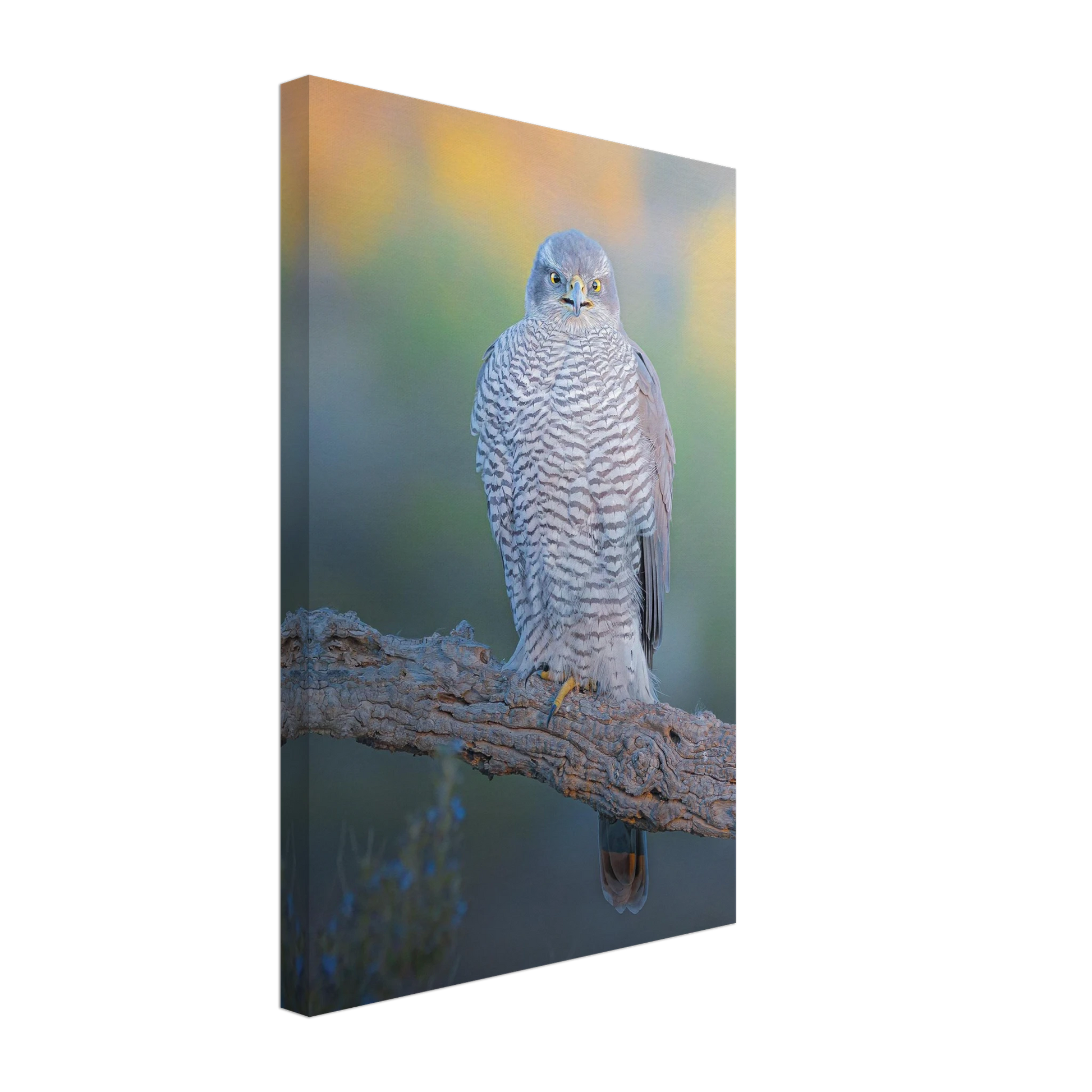 Northern Goshawk perched in the forest, premium wildlife photography canvas print - The Wild Bubo
