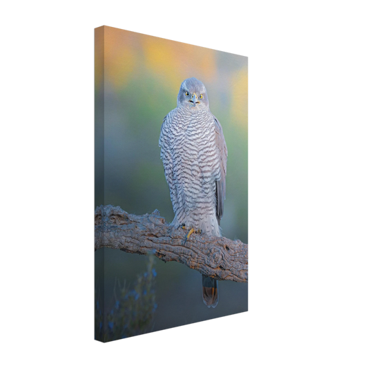 Northern Goshawk perched in the forest, premium wildlife photography canvas print - The Wild Bubo