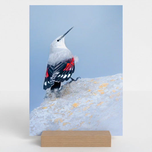 Wallcreeper fine art print displayed on a wooden stand.