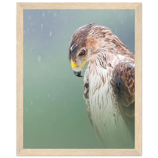Close-up portrait of a Bonelli's Eagle with intense gaze and detailed feathers, displayed in a wooden frame.