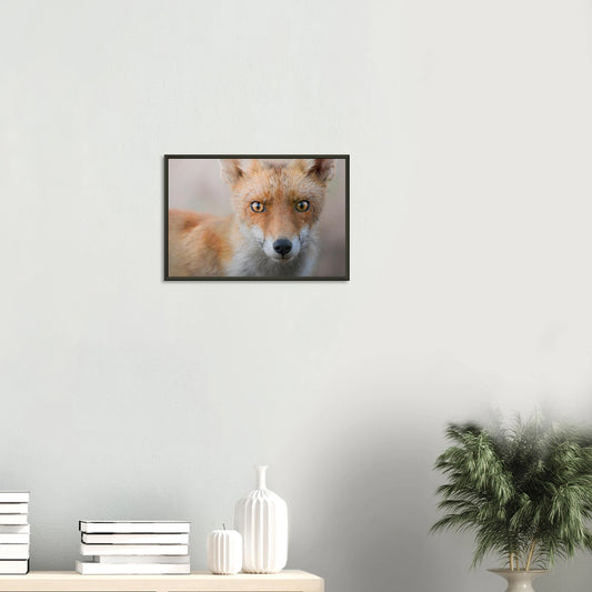 Close-up of a red fox staring intensely with vibrant orange fur and sharp eyes against a dark natural background.