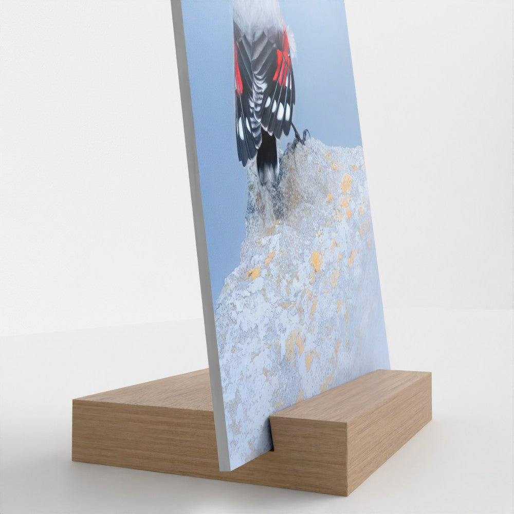 Wallcreeper Fine Art Print with Solid Oak Stand (13x18cm)