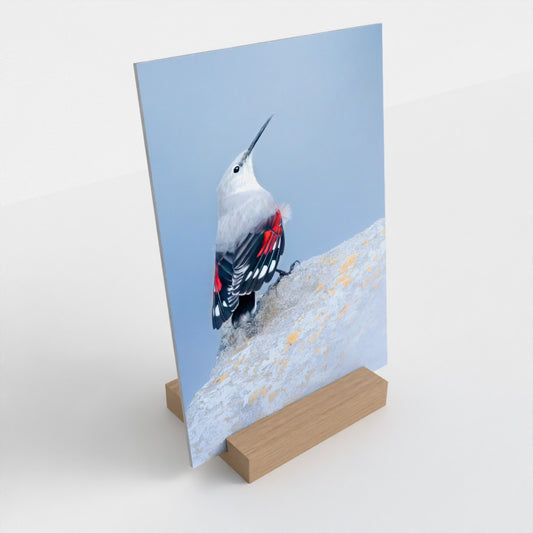 Wallcreeper Fine Art Print with Solid Oak Stand (13x18cm)