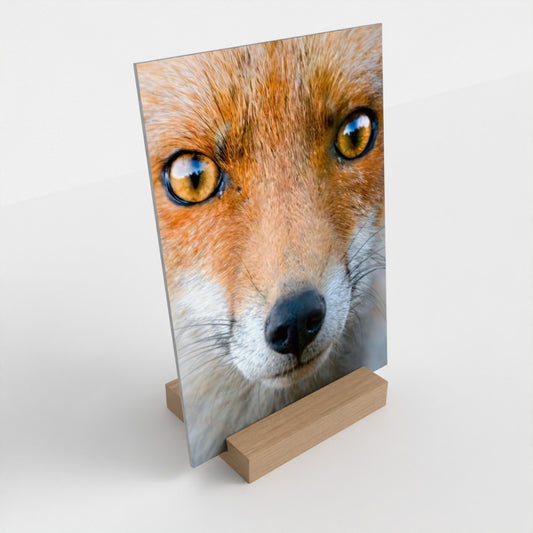 Red Fox Fine Art Print with Solid Oak Stand (13x18cm)