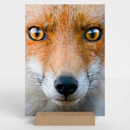 Close-up of a Red Fox photo on a rigid board with a wooden oak stand.