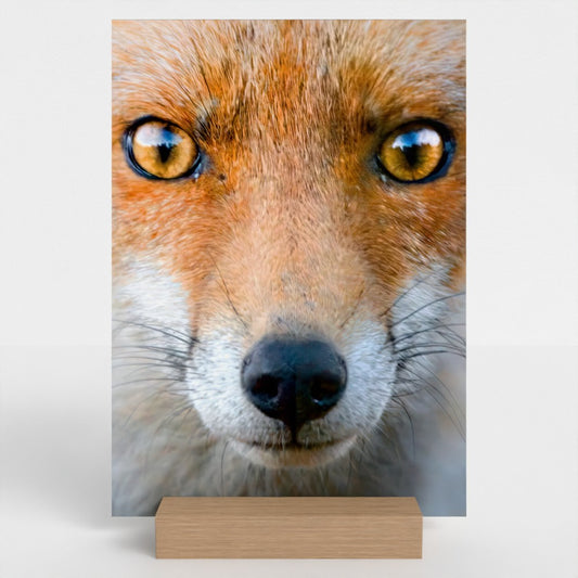 Close-up of a Red Fox photo on a rigid board with a wooden oak stand.