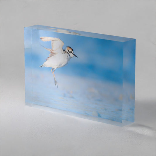 Wild Acrylic Prism - Kentish Plover (10x15cm)