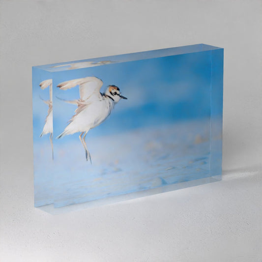 Kentish Plover bird photography printed on a premium 25mm transparent acrylic block for home decor.
