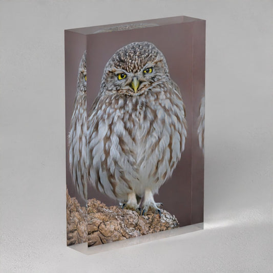 Little Owl portrait with yellow eyes inside a 25mm thick transparent acrylic block.