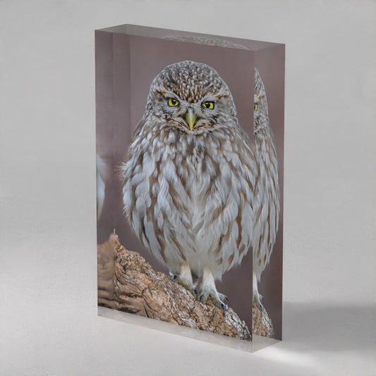 Wild Prism - Little Owl (10x15cm)
